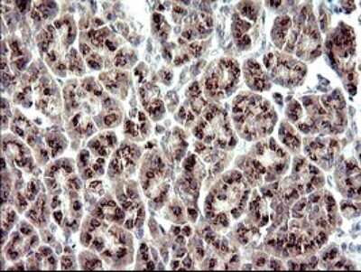 Immunohistochemistry: ZNF365 Antibody (9H5) [NBP2-46444] - Analysis of Human pancreas tissue. (Heat-induced epitope retrieval by 10mM citric buffer, pH6.0, 120C for 3min)