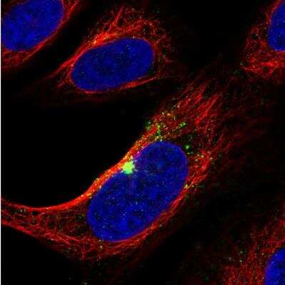 Immunocytochemistry/Immunofluorescence: ZNF365 Antibody [NBP2-30451] - Staining of human cell line U-2 OS shows localization to microtubule organizing center & vesicles. Antibody staining is shown in green.