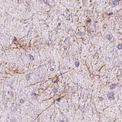 Immunohistochemistry-Paraffin: ZNF365 Antibody [NBP2-30451] - Staining of human cerebral cortex shows high expression.