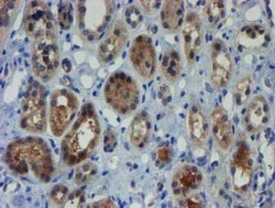 Immunohistochemistry: ZNF365 Antibody (OTI1B7) - Azide and BSA Free [NBP2-74945] - Staining of paraffin-embedded Human Kidney tissue using anti-ZNF365 mouse monoclonal antibody.