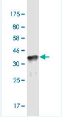 Western Blot: ZNF37A Antibody (4H9) [H00007587-M03-100ug] - Detection against Immunogen (37.84 KDa) .