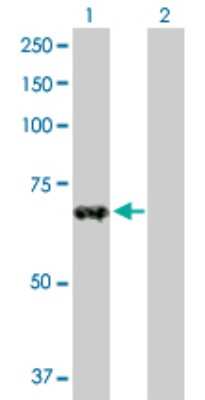 Western Blot: ZNF37A Antibody [H00007587-D01P] - Analysis of ZNF37A expression in transfected 293T cell line by ZNF37A polyclonal antibody.Lane 1: ZNF37A transfected lysate(65.40 KDa).Lane 2: Non-transfected lysate.