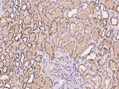 Immunohistochemistry-Paraffin: ZNF391 Antibody [NBP2-98020] - Immunochemical staining of human ZNF391 in human kidney with rabbit polyclonal antibody at 1:100 dilution, formalin-fixed paraffin embedded sections.