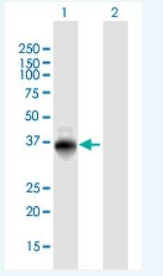 Western Blot: ZNF391 Antibody [H00346157-B01P-50ug] -  Analysis of ZNF391 expression in transfected 293T cell line  by ZNF391 MaxPab polyclonal antibody.  Lane 1: ZNF391 transfected lysate(39.38 KDa).Lane 2: Non-transfected lysate.