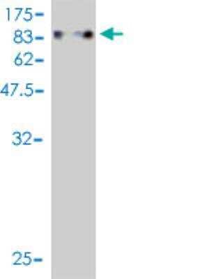 Western Blot: ZNF394 Antibody (1D9) [H00084124-M01] - detection against Immunogen (87.45 KDa) .