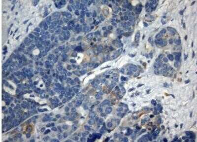 Immunohistochemistry ZNF394 Antibody (OTI1G9) - Azide and BSA Free