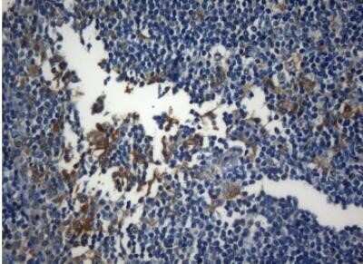 Immunohistochemistry ZNF394 Antibody (OTI1G9) - Azide and BSA Free