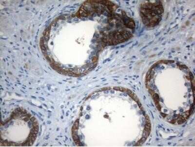 Immunohistochemistry ZNF394 Antibody (OTI1G9) - Azide and BSA Free