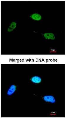 Immunocytochemistry/ Immunofluorescence ZNF398 Antibody - BSA Free