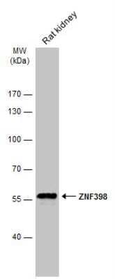 Western Blot ZNF398 Antibody - BSA Free