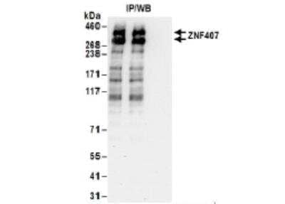 Immunoprecipitation ZNF407 Antibody - BSA Free