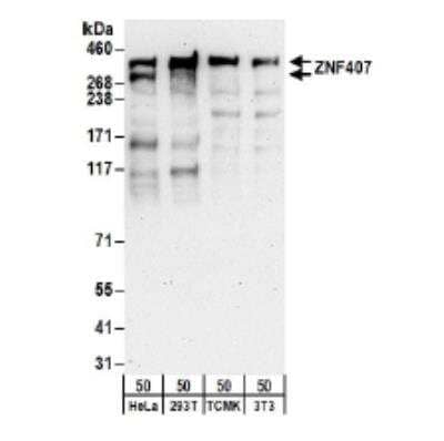 Western Blot ZNF407 Antibody - BSA Free