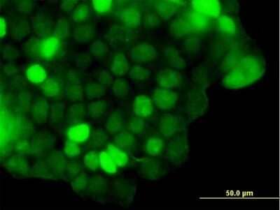 Immunocytochemistry/Immunofluorescence: ZNF415 Antibody [H00055786-B01P] - Analysis of purified antibody to ZNF415 on 293 cell. (antibody concentration 1 ug/ml)