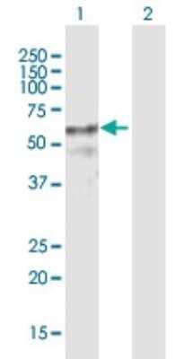 Western Blot: ZNF415 Antibody [H00055786-B01P] - Analysis of ZNF415 expression in transfected 293T cell line by ZNF415 polyclonal antibody.  Lane 1: ZNF415 transfected lysate(62.6 KDa). Lane 2: Non-transfected lysate.