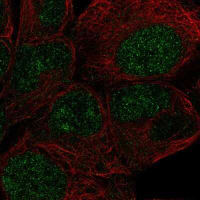 Immunocytochemistry/ Immunofluorescence ZNF429 Antibody - BSA Free
