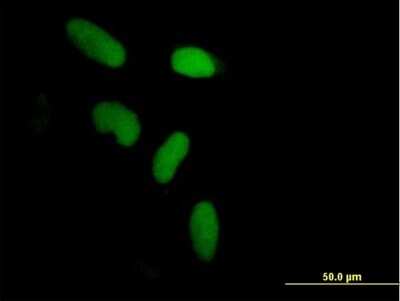 Immunocytochemistry/Immunofluorescence: ZNF433 Antibody [H00163059-B01P] - Analysis of purified antibody to ZNF433 on HeLa cell. (antibody concentration 10 ug/ml)