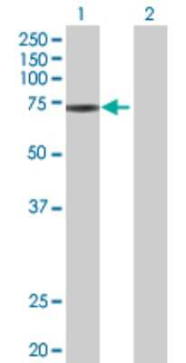 Western Blot: ZNF433 Antibody [H00163059-B01P] - Analysis of ZNF433 expression in transfected 293T cell line by ZNF433 polyclonal antibody.  Lane 1: ZNF433 transfected lysate(70.18 KDa). Lane 2: Non-transfected lysate.