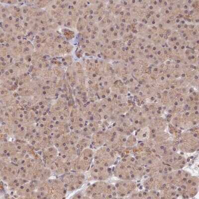 Immunohistochemistry-Paraffin: ZNF436 Antibody [NBP1-82897] - Staining of human pancreas shows low expression as expected.