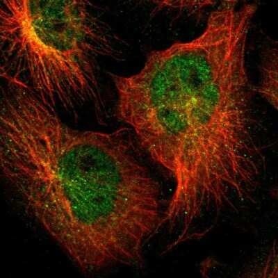 Immunocytochemistry/ Immunofluorescence ZNF44 Antibody - BSA Free