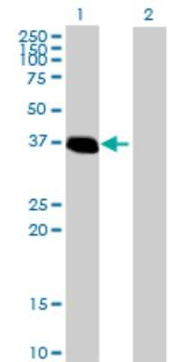 Western Blot: ZNF444 Antibody [H00055311-B01P] - Analysis of ZNF444 expression in transfected 293T cell line by ZNF444 polyclonal antibody.  Lane 1: ZNF444 transfected lysate(35.86 KDa). Lane 2: Non-transfected lysate.