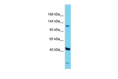 Western Blot ZNF445 Antibody - BSA Free