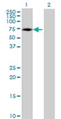 Western Blot: ZNF449 Antibody [H00203523-B01P] - Analysis of ZNF449 expression in transfected 293T cell line by ZNF449 polyclonal antibody.  Lane 1: ZNF449 transfected lysate(56.98 KDa). Lane 2: Non-transfected lysate.
