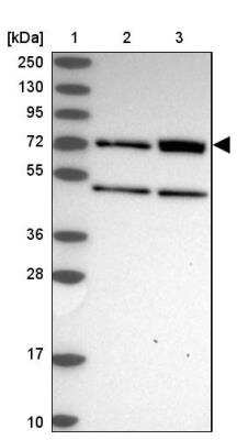 Western Blot: ZNF467 Antibody [NBP1-92626] - Lane 1: Marker  [kDa] 250, 130, 95, 72, 55, 36, 28, 17, 10.  Lane 2: Human cell line RT-4.  Lane 3: Human cell line U-251MG sp