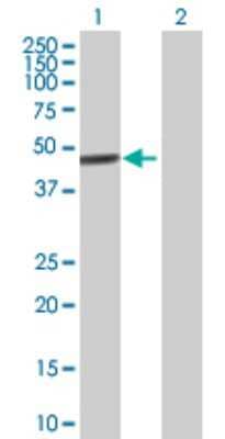 Western Blot: ZNF468 Antibody [H00090333-B01P] - Analysis of ZNF468 expression in transfected 293T cell line by ZNF468 polyclonal antibody.  Lane 1: ZNF468 transfected lysate(51.59 KDa). Lane 2: Non-transfected lysate.