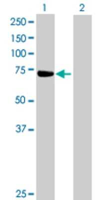 Western Blot: ZNF471 Antibody [H00057573-B01P] - Analysis of ZNF471 expression in transfected 293T cell line by ZNF471 polyclonal antibody.  Lane 1: ZNF471 transfected lysate(68.86 KDa). Lane 2: Non-transfected lysate.