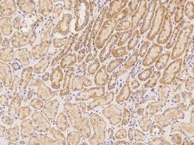 Immunohistochemistry-Paraffin: ZNF480 Antibody [NBP3-06332] - Immunochemical staining of human ZNF480 in human kidney with rabbit polyclonal antibody at 1:300 dilution, formalin-fixed paraffin embedded sections.