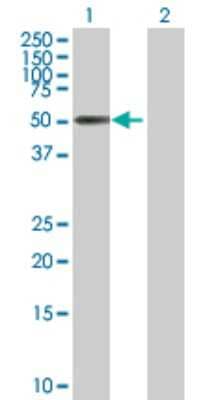 Western Blot: ZNF480 Antibody [H00147657-B01P] - Analysis of ZNF480 expression in transfected 293T cell line by ZNF480 polyclonal antibody.  Lane 1: ZNF480 transfected lysate(56.76 KDa). Lane 2: Non-transfected lysate.