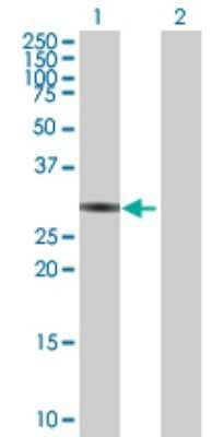 Western Blot ZNF483 Antibody