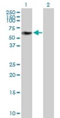 Western Blot: ZNF490 Antibody [H00057474-B01P] - Analysis of ZNF490 expression in transfected 293T cell line by ZNF490 polyclonal antibody.  Lane 1: ZNF490 transfected lysate(58.19 KDa). Lane 2: Non-transfected lysate.