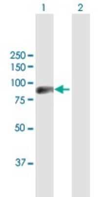 Western Blot ZNF496 Antibody - Azide and BSA Free