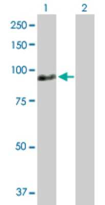 Western Blot: ZNF496 Antibody [H00084838-D01P] - Analysis of ZNF496 expression in transfected 293T cell line by ZNF496 polyclonal antibody.Lane 1: ZNF496 transfected lysate(66.90 KDa).Lane 2: Non-transfected lysate.