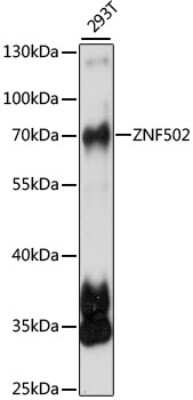 Western Blot: ZNF502 Antibody [NBP2-93235] - Analysis of extracts of 293T cells, using ZNF502 at 1:1000 dilution.Secondary antibody: HRP Goat Anti-Rabbit IgG (H+L) at 1:10000 dilution.Lysates/proteins: 25ug per lane.Blocking buffer: 3% nonfat dry milk in TBST.Detection: ECL Basic Kit .Exposure time: