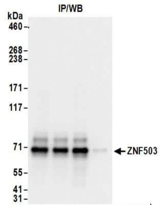 <b>Biological Strategies Validation. </b>Immunoprecipitation: ZNF503 Antibody [NBP2-32130] - Samples:  Whole cell lysate (1 mg for IP; 20% of IP loaded) from 293T cells.  Antibodies:  Affinity purified rabbit anti-ZNF503 antibody NBP2-32130 used for IP at 6 ug/mg lysate.  For blotting immunoprecipitated ZNF503, NBP2-32130 was used at 0.4 ug/ml.  Detection: Chemiluminescence with an exposure time of 1 second.