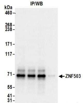 Immunoprecipitation: ZNF503 Antibody [NBP2-32131] - Samples:  Whole cell lysate (1 mg for IP; 20% of IP loaded) from 293T cells.  Antibodies:  Affinity purified rabbit anti-ZNF503 antibody NBP2-32131 used for IP at 6 ug/mg lysate. For blotting immunoprecipitated ZNF503, NBP2-32131 was used at 0.4 ug/ml.  Detection: Chemiluminescence with an exposure time of 1 second.