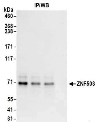 Immunoprecipitation: ZNF503 Antibody [NBP2-32132] - Samples:  Whole cell lysate (1 mg for IP; 20% of IP loaded) from 293T cells.  Antibodies:  Affinity purified rabbit anti-ZNF503 antibody NBP2-32132 used for IP at 6 ug/mg lysate.  For blotting immunoprecipitated ZNF503, NBP2-32132 was used at 1 ug/ml.  Detection: Chemiluminescence with an exposure time of 3 seconds.