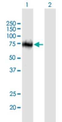 Western Blot: ZNF503 Antibody [H00084858-B01P] - Analysis of ZNF503 expression in transfected 293T cell line by ZNF503 polyclonal antibody.  Lane 1: ZNF503 transfected lysate(71.06 KDa). Lane 2: Non-transfected lysate.