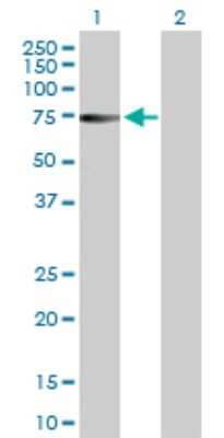 Western Blot: ZNF503 Antibody [H00084858-D01P] - Analysis of ZNF503 expression in transfected 293T cell line by ZNF503 polyclonal antibody.Lane 1: ZNF503 transfected lysate(62.60 KDa).Lane 2: Non-transfected lysate.