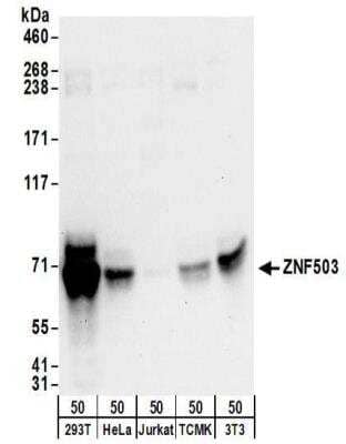 Western Blot ZNF503 Antibody