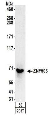 Western Blot: ZNF503 Antibody [NBP2-32132] - Samples:  Whole cell lysate (50 ug) from 293T cells.  Antibodies:  Affinity purified rabbit anti-ZNF503 antibody NBP2-32132 used for WB at 0.1 ug/ml.  Detection: Chemiluminescence with an exposure time of 3 minutes.