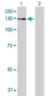 Western Blot: ZNF507 Antibody [H00022847-B01P] - Analysis of ZNF507 expression in transfected 293T cell line by ZNF507 polyclonal antibody.  Lane 1: ZNF507 transfected lysate(104.83 KDa). Lane 2: Non-transfected lysate.