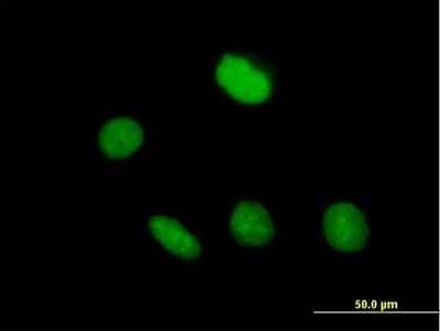Immunocytochemistry/Immunofluorescence: ZNF509 Antibody [H00166793-B01P] - Analysis of purified antibody to ZNF509 on HeLa cell. (antibody concentration 10 ug/ml)