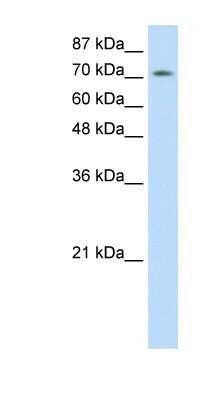 Western Blot: ZNF527 Antibody [NBP1-80439] - HepG2 cell lysate, concentration 2.5 ug/ml.