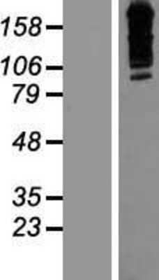 Western Blot: ZNF536 Overexpression Lysate (Adult Normal) [NBP2-07288] Left-Empty vector transfected control cell lysate (HEK293 cell lysate); Right -Over-expression Lysate for ZNF536.