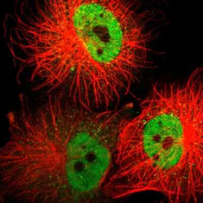 Immunocytochemistry/ Immunofluorescence ZNF540 Antibody