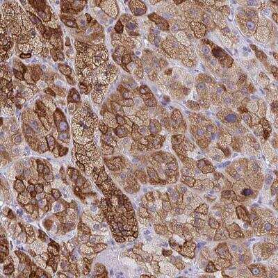 Immunohistochemistry-Paraffin: ZNF545 Antibody [NBP2-31823] - Staining of human adrenal gland shows strong cytoplasmic positivity in glandular cells.