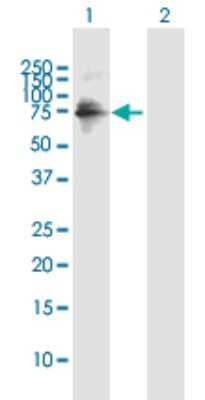 Western Blot: ZNF549 Antibody [H00256051-B01P] - Analysis of ZNF549 expression in transfected 293T cell line by ZNF549 polyclonal antibody.  Lane 1: ZNF549 transfected lysate(70.4 KDa). Lane 2: Non-transfected lysate.